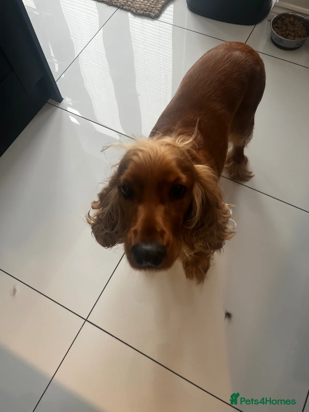 Cocker Spaniel dogs for sale: Golden cocker spaniel  in Hyde - Advert 5