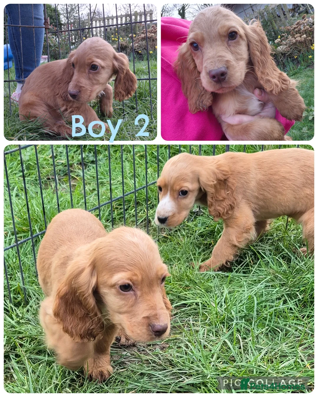 Cocker Spaniel dogs for sale: Red cocker spaniels - Advert 2
