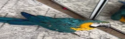 Macaws birds for sale: Parrot  - Advert 5