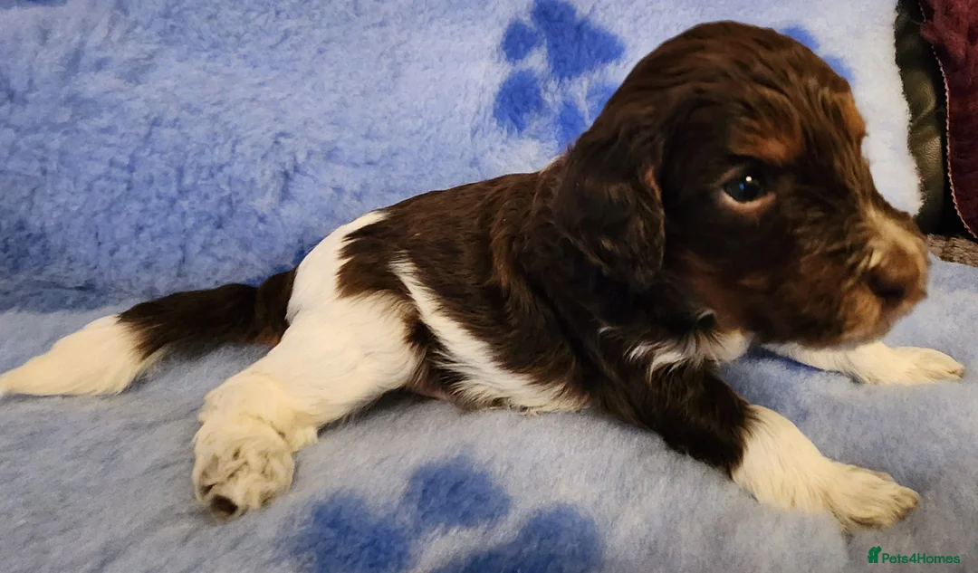 Cockapoo dogs for sale: Cockapoo Puppies,  stunning colours  - Advert 7