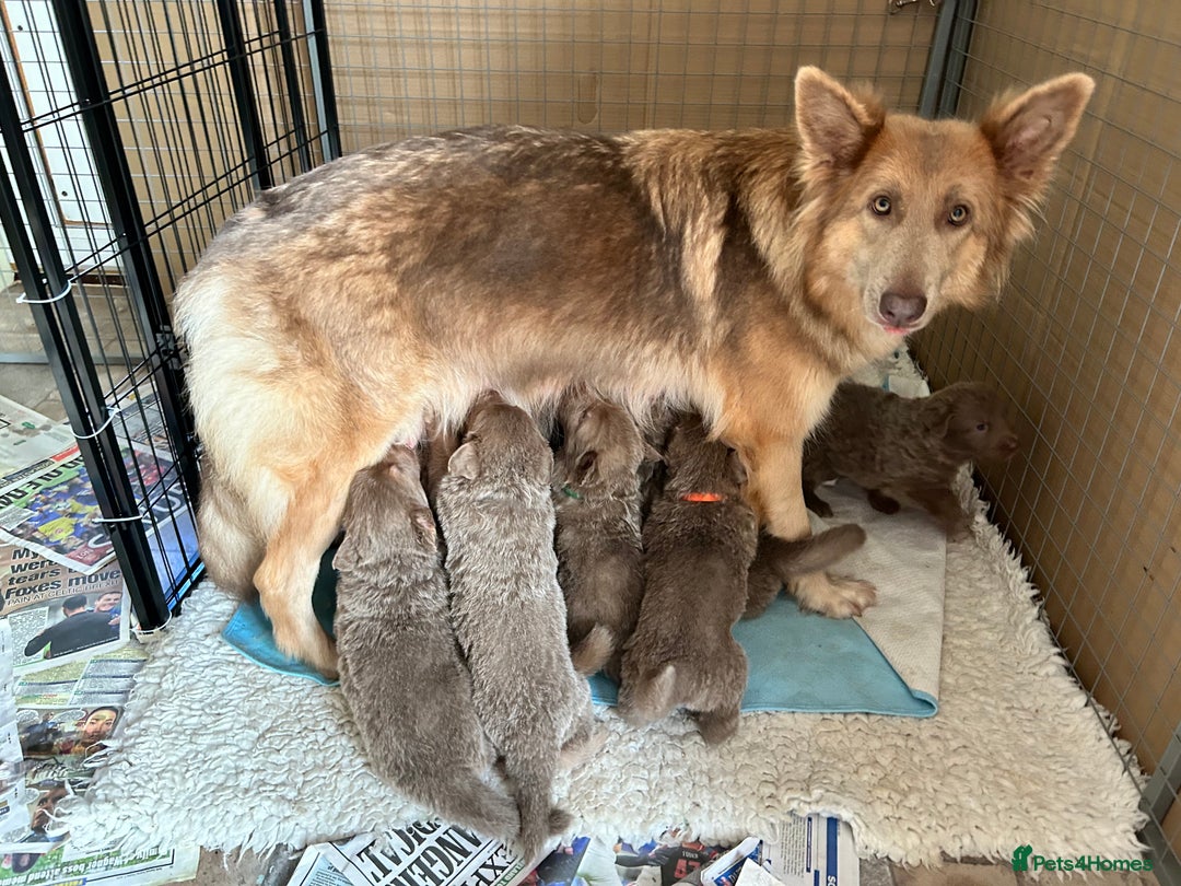 German Shepherd dogs for sale: German Shepherd puppies health tested  - Image 5