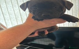 Staffordshire Bull Terrier dogs for sale: Staffordshire bull terrier puppies  - Image 16