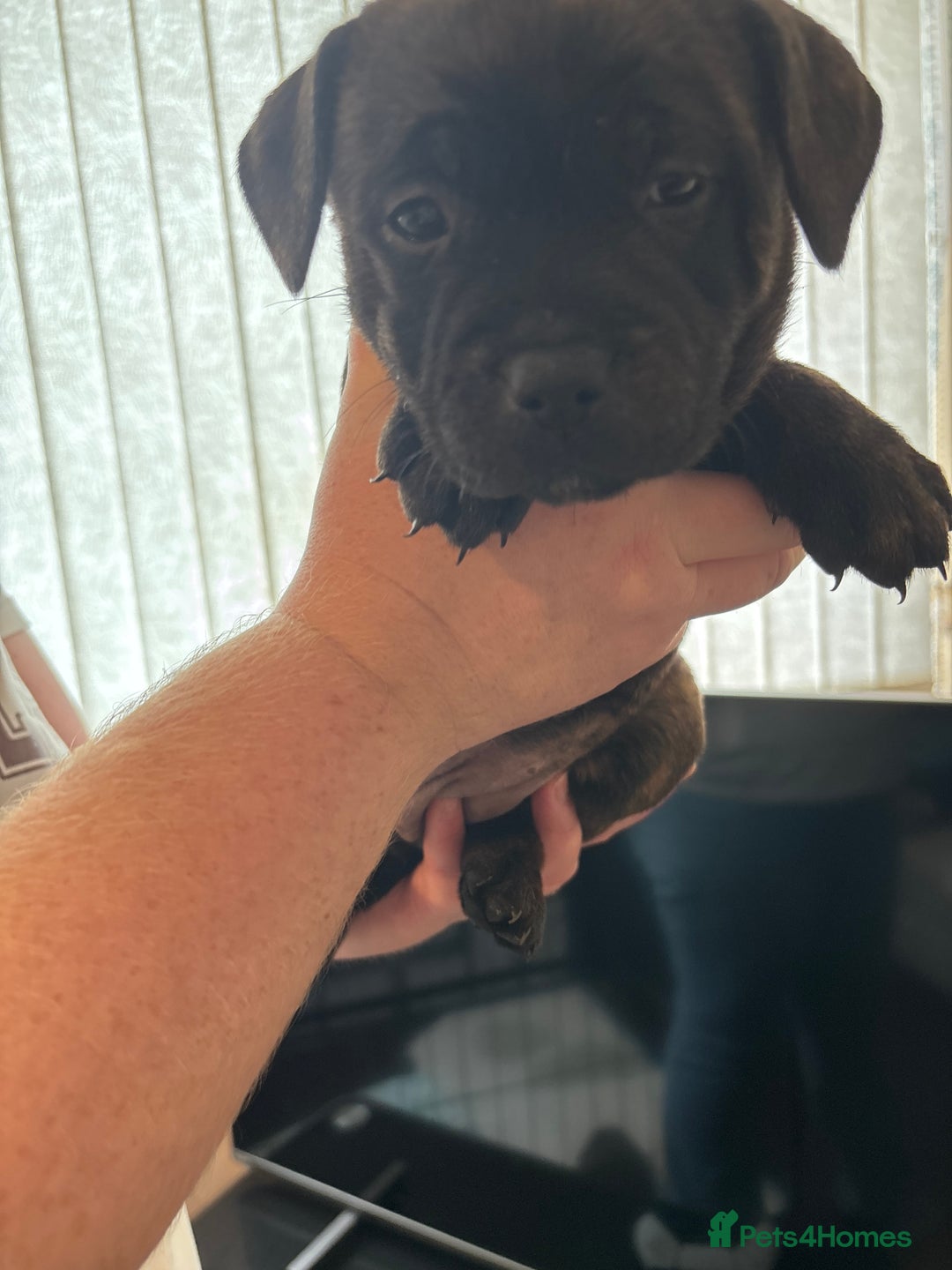 Staffordshire Bull Terrier dogs for sale: Staffordshire bull terrier puppies  - Image 16