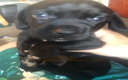 Mixed Breed dogs for sale: Miniature dachshund x springer spaniel puppies  - Image 8