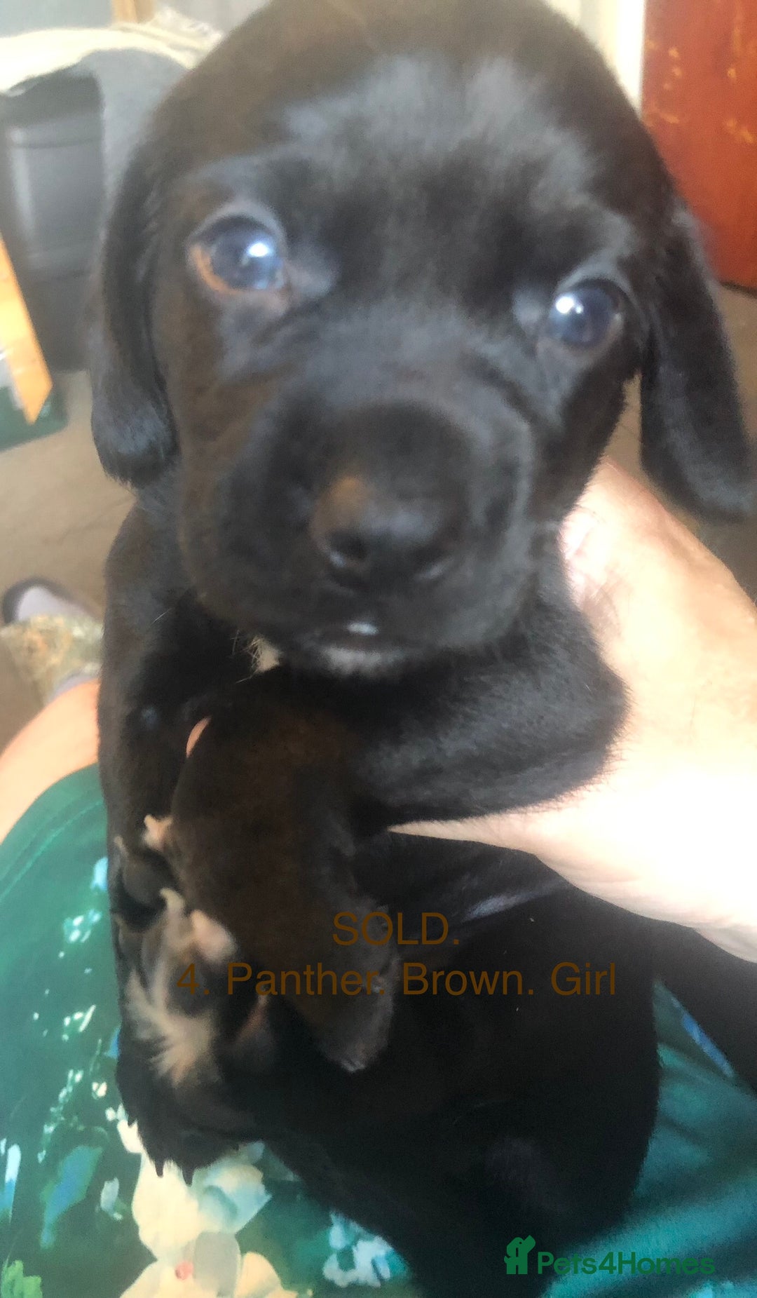 Mixed Breed dogs for sale: Miniature dachshund x springer spaniel puppies  - Image 8