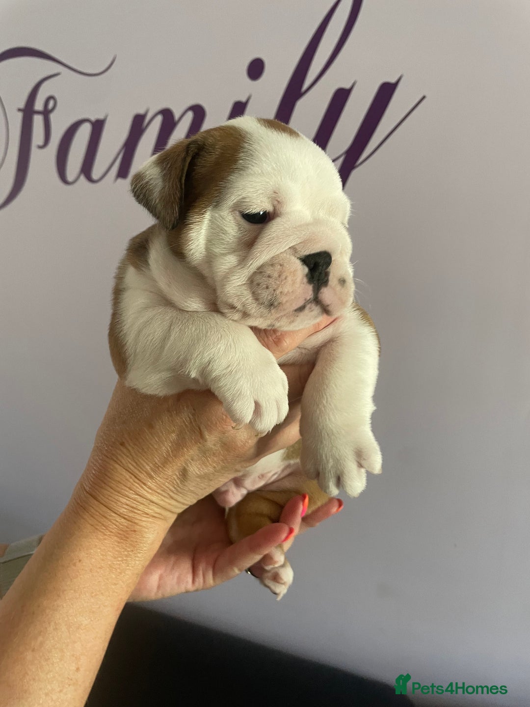English Bulldog dogs for sale: 4 KC English Bulldog Puppies  - Image 34