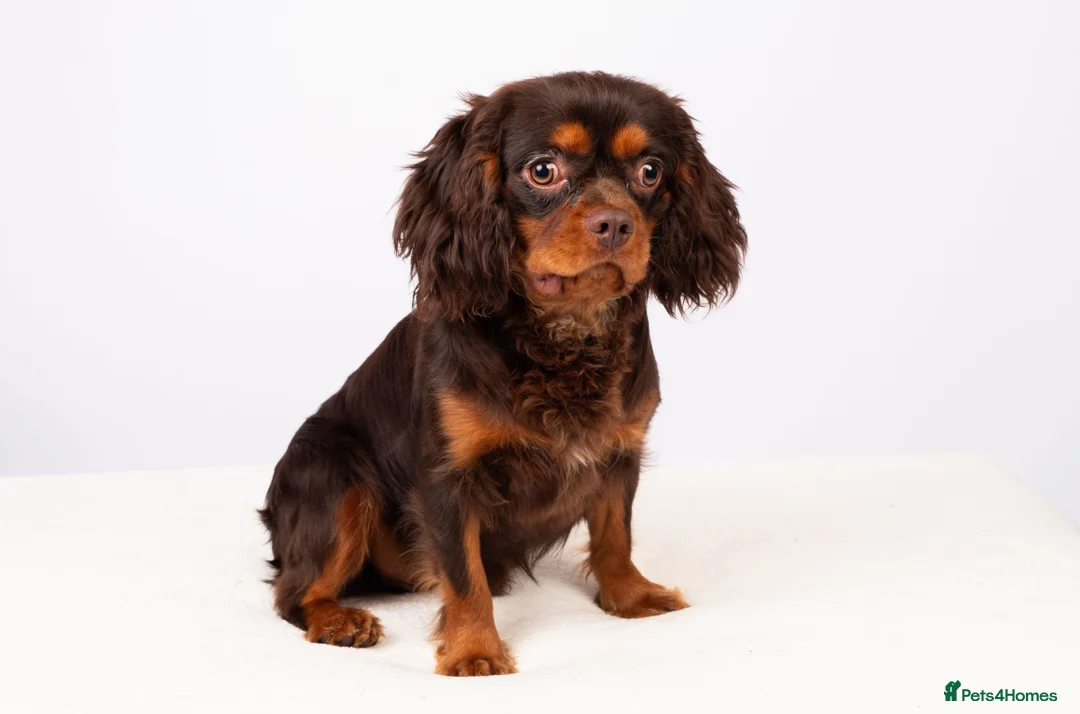 Cavalier King Charles Spaniel dogs for stud: KC REG BROWN & TAN HEALTH TESTED CAV STUD  - Advert 8