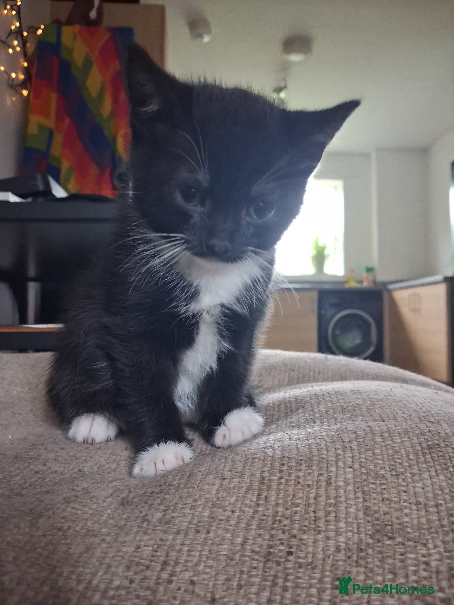 Domestic Shorthair cats Kittens - Advert 11