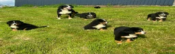 Bernese Mountain Dog dogs for sale: Beautiful Bernese Mountain pups available  in Carmarthen - Advert 10