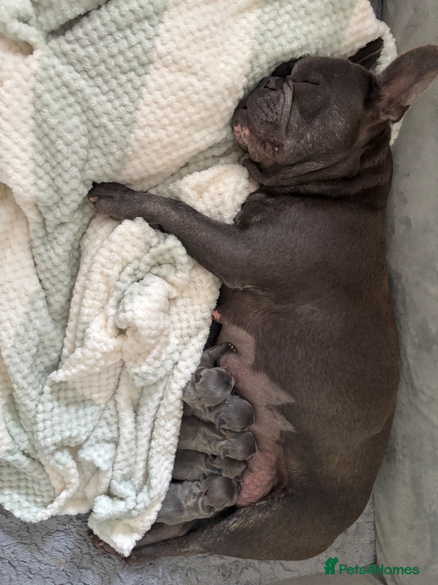 French Bulldog dogs French Bulldog Puppies  - Advert 1