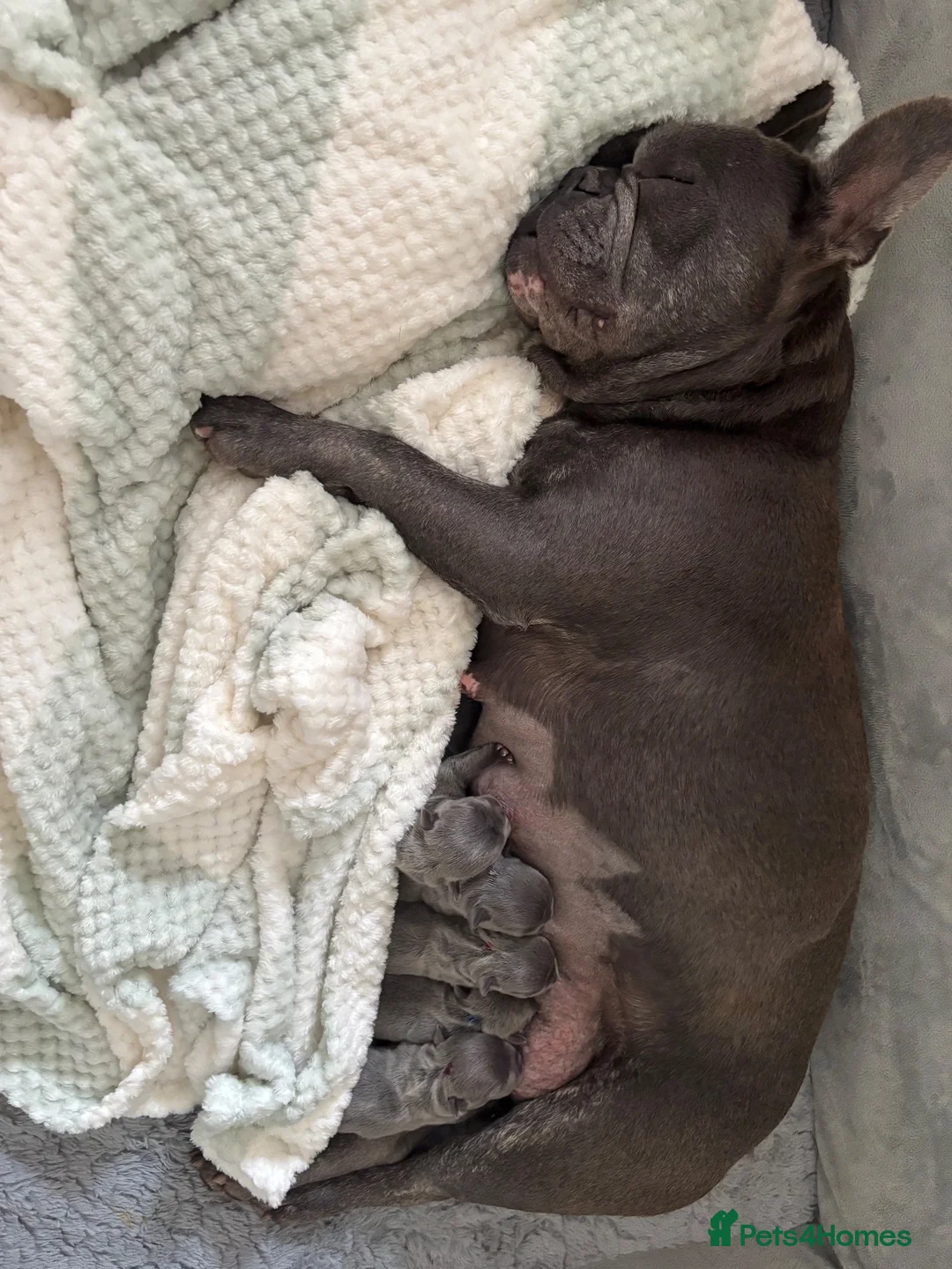 French Bulldog dogs for sale: French Bulldog Puppies  - Advert 1