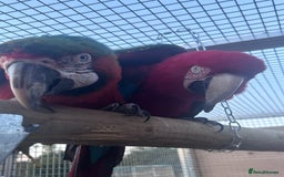 Macaws birds for sale: Bonded pair of macaws  - Image 1