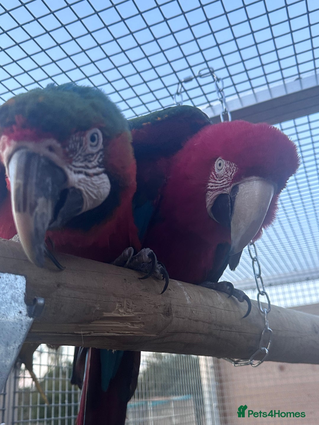 Macaws birds for sale: Bonded pair of macaws  - Image 1