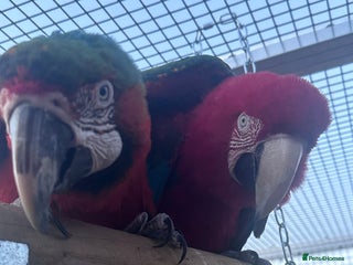 Macaws birds - Advert 9