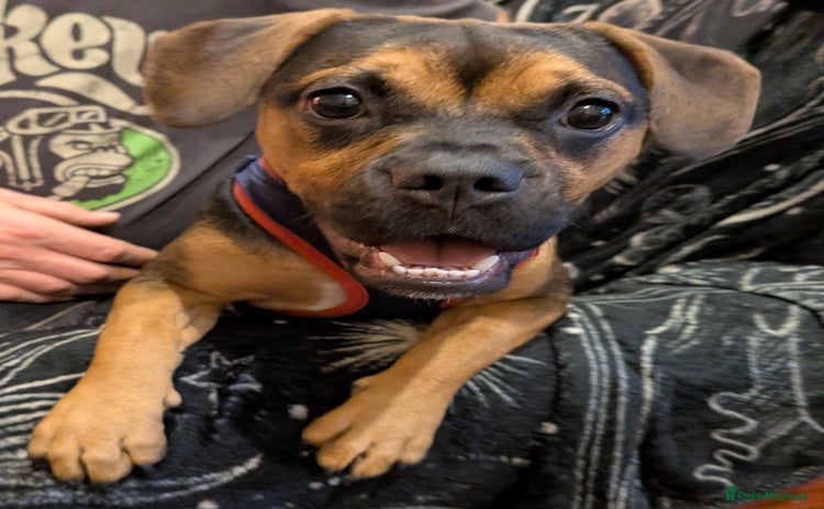 Mixed Breed dogs - Advert 1