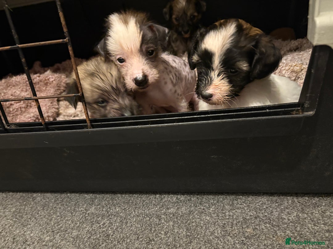 Chinese Crested dogs for sale: HHL Chinese Cresteds  - Image 7