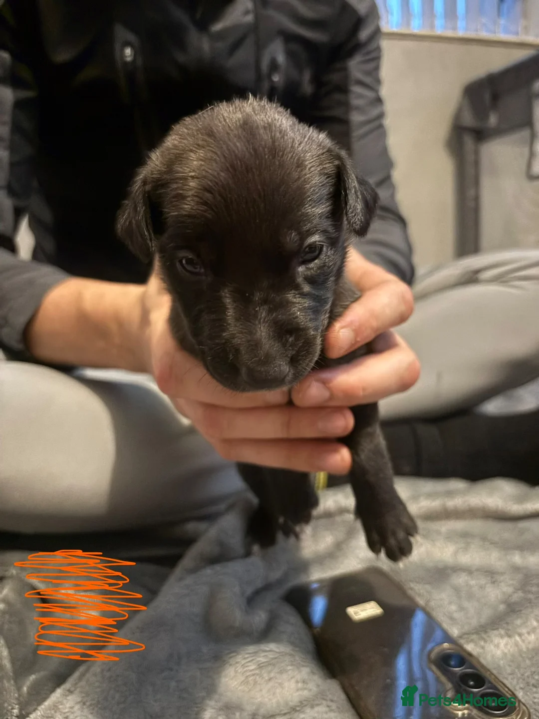 Mixed Breed dogs for sale: Whippet x deerhound x saluki x greyhound - Advert 7