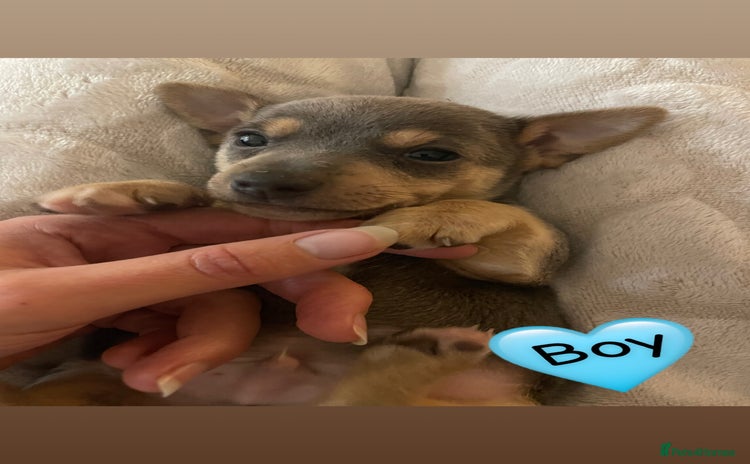 Jack Russell dogs Miniature Jack Russell Puppies   - Advert 14