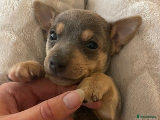 Jack Russell dogs Miniature Jack Russell Puppies - Advert 9