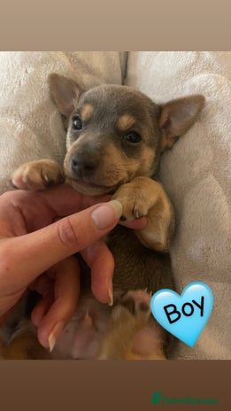 Jack Russell dogs Miniature Jack Russell Puppies - Advert 14