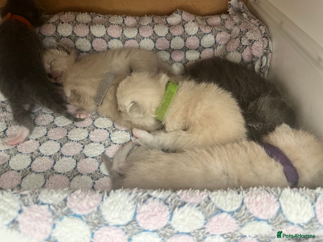 Ragdoll cats for sale: Ragdoll X Sphynx kittens  - Image 18