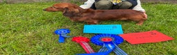 Miniature Dachshund dogs for stud: Miniature long hair(crufts qualified for life) in Bridge of Weir - Advert 8
