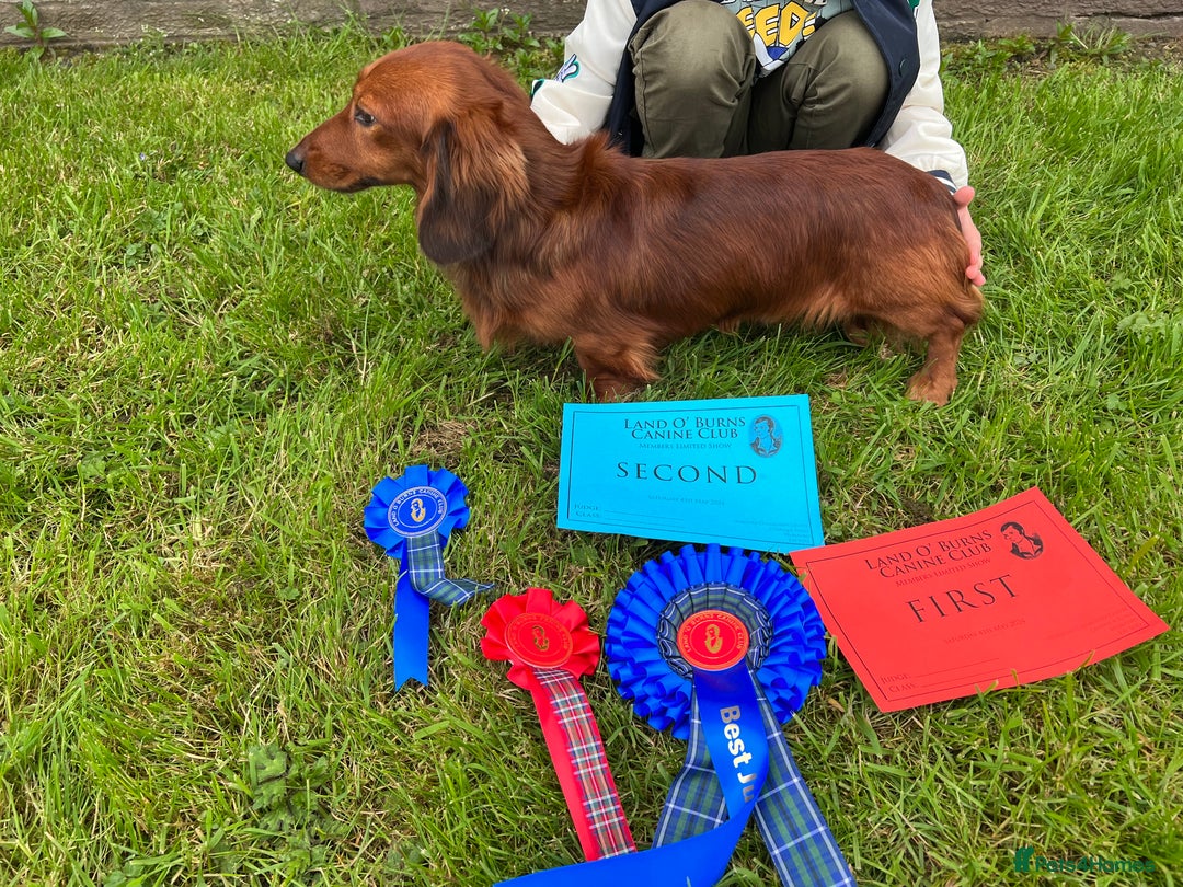 Miniature Dachshund dogs for stud: Miniature long hair(crufts qualified for life) in Bridge of Weir - Image 8
