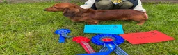 Miniature Dachshund dogs for stud: Miniature long hair(crufts qualified for life) in Bridge of Weir - Advert 8