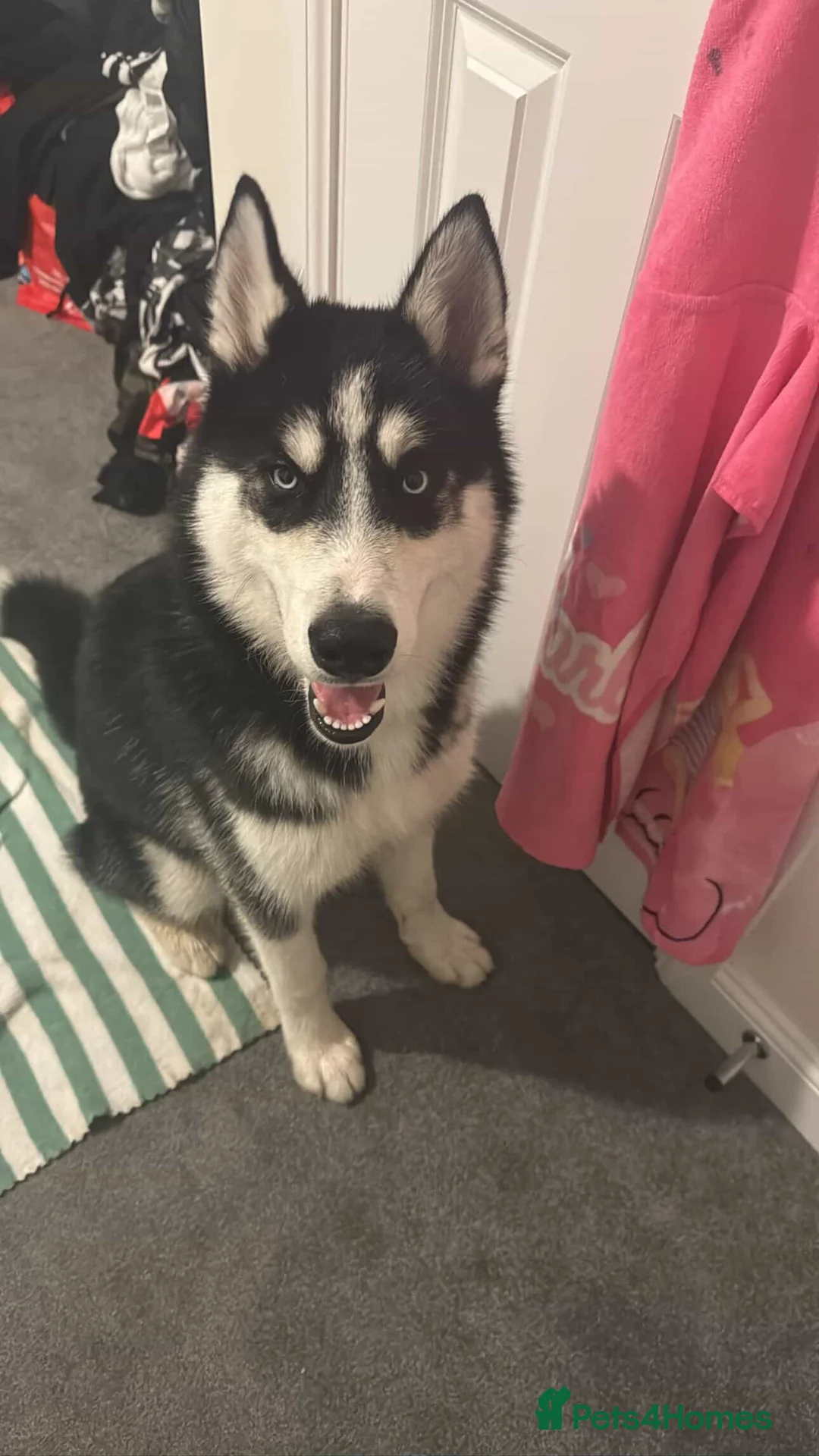 Siberian Husky dogs for sale: husky 6 month old - Advert 1