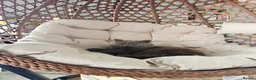 British Shorthair cats for sale: British Shorthair Kittens – 8 Weeks Old – £580  - Advert 10