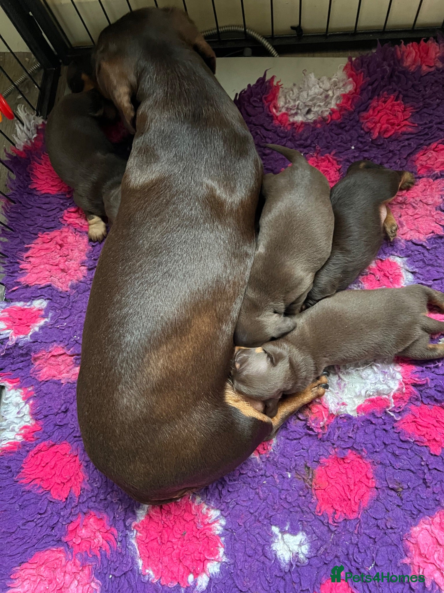 Miniature Dachshund dogs KC MINI DACHSHUND CHOC & TAN BOY & GIRL - Advert 1