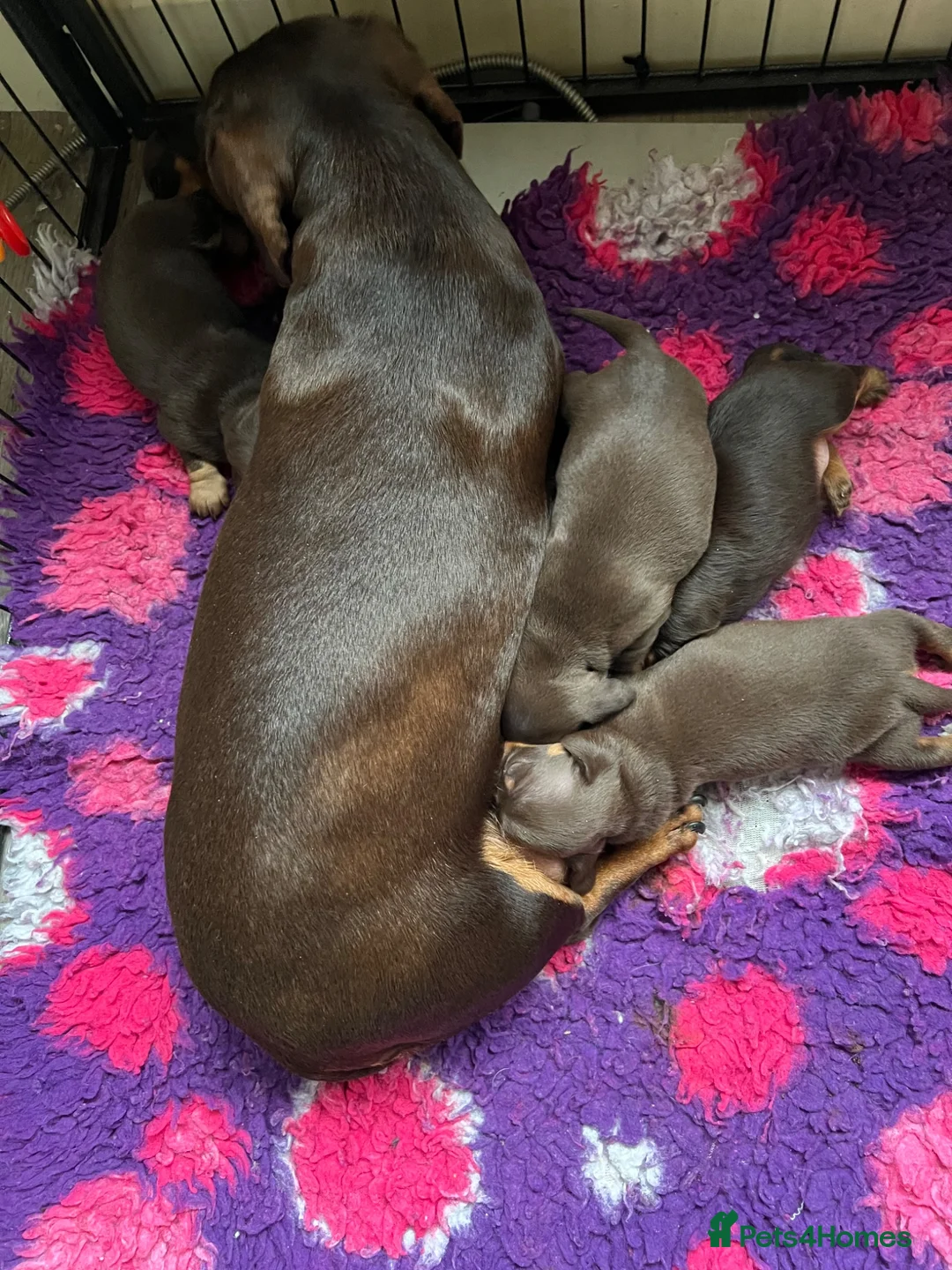 Miniature Dachshund dogs for sale: KC MINI DACHSHUND CHOC & TAN BOY & GIRL - Advert 1