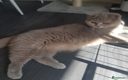 British Shorthair cats for sale: Stunning BHS - Image 4