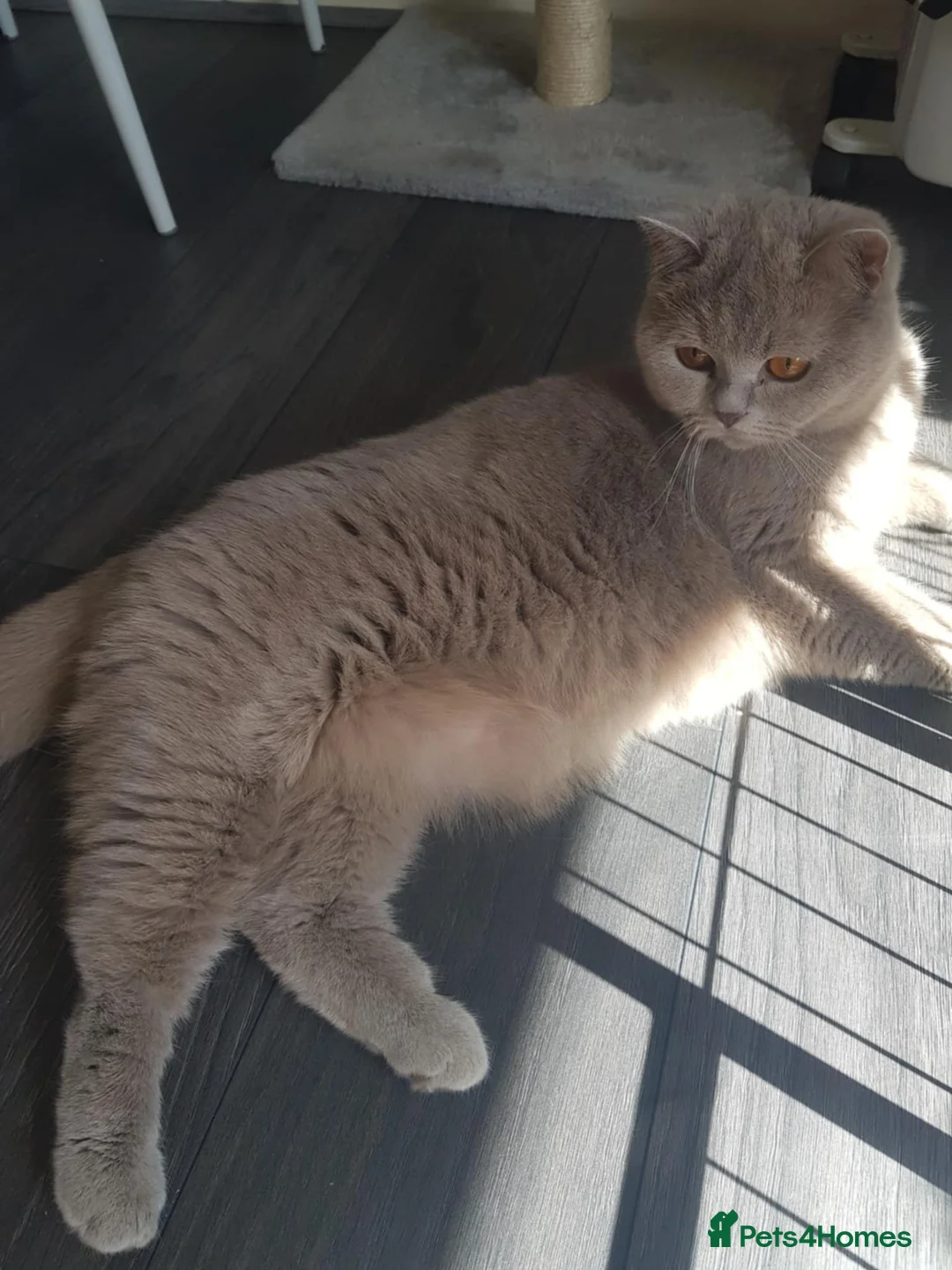 British Shorthair cats for sale: Full pedigree TICA BSH - Advert 8
