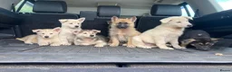 Mixed Breed dogs for sale: German Shepherd X Akita Pups - Advert 12