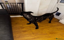 Cane Corso dogs for sale: Loving Cane Corso  - Image 3