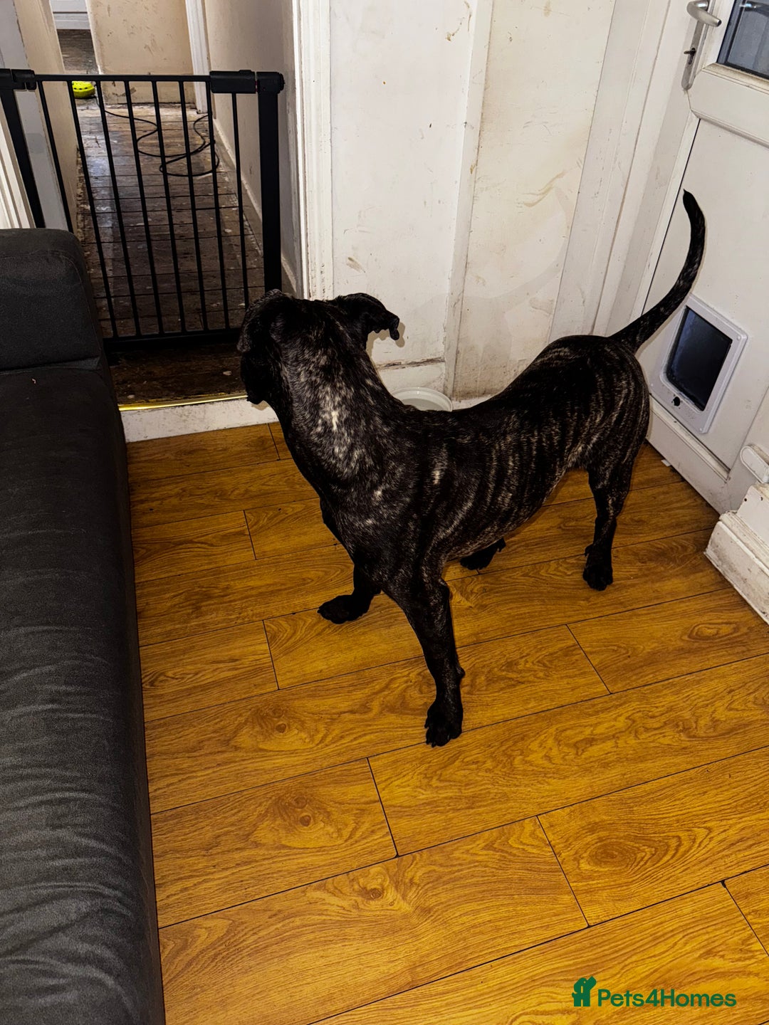 Cane Corso dogs for sale: Loving Cane Corso  - Image 3