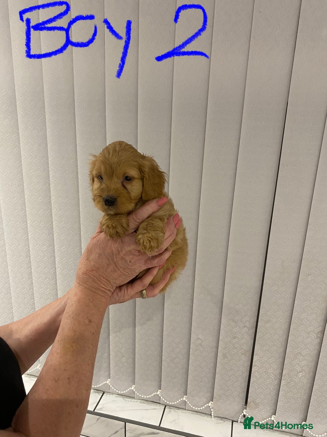 Cockapoo dogs for sale: F1 Red Cockapoo Puppies  - Advert 11