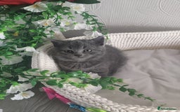 Scottish Fold cats for sale: Scottish fold blue for sale  - Image 2