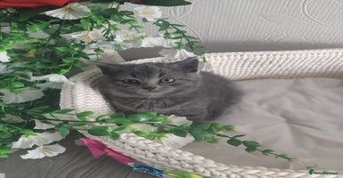 Scottish Fold cats - Advert 13