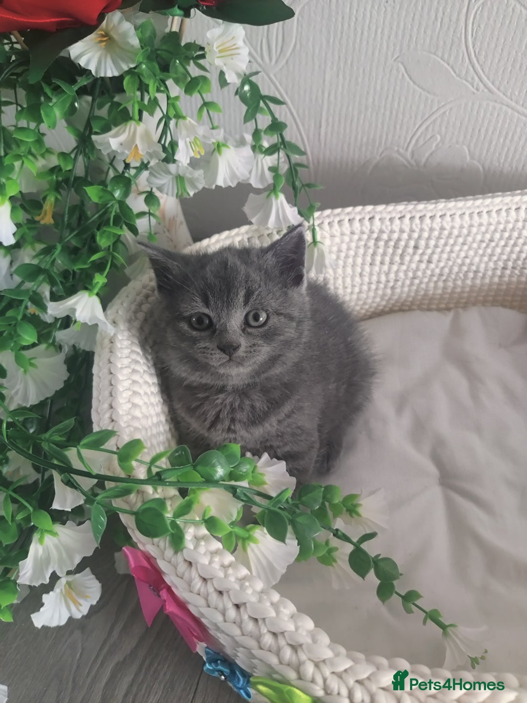 Scottish Fold cats for sale: Scottish fold blue for sale  - Image 2