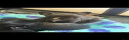French Bulldog dogs for sale: 3 Beautiful French Bulldog Males  - Advert 3