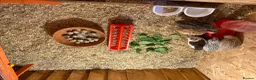 Quail poultry for sale: Quails - Advert 1