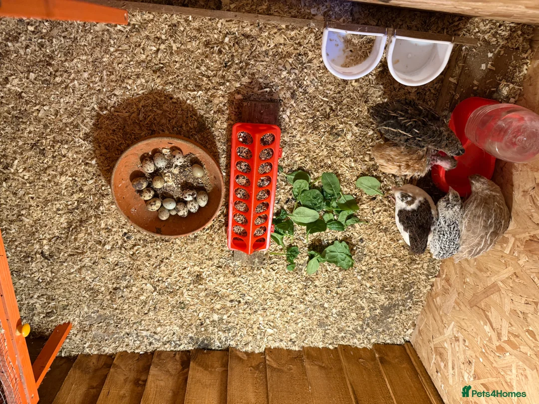Quail poultry for sale: Quails - Advert 1