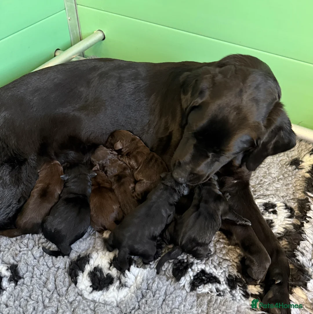 Labrador Retriever dogs for sale: Puppies have arrived at Westfena 🐾 Labradors   - Advert 2