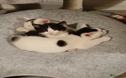 British Shorthair cats for sale: 2 kittens left. 1 girl and 1 boy left - Image 1