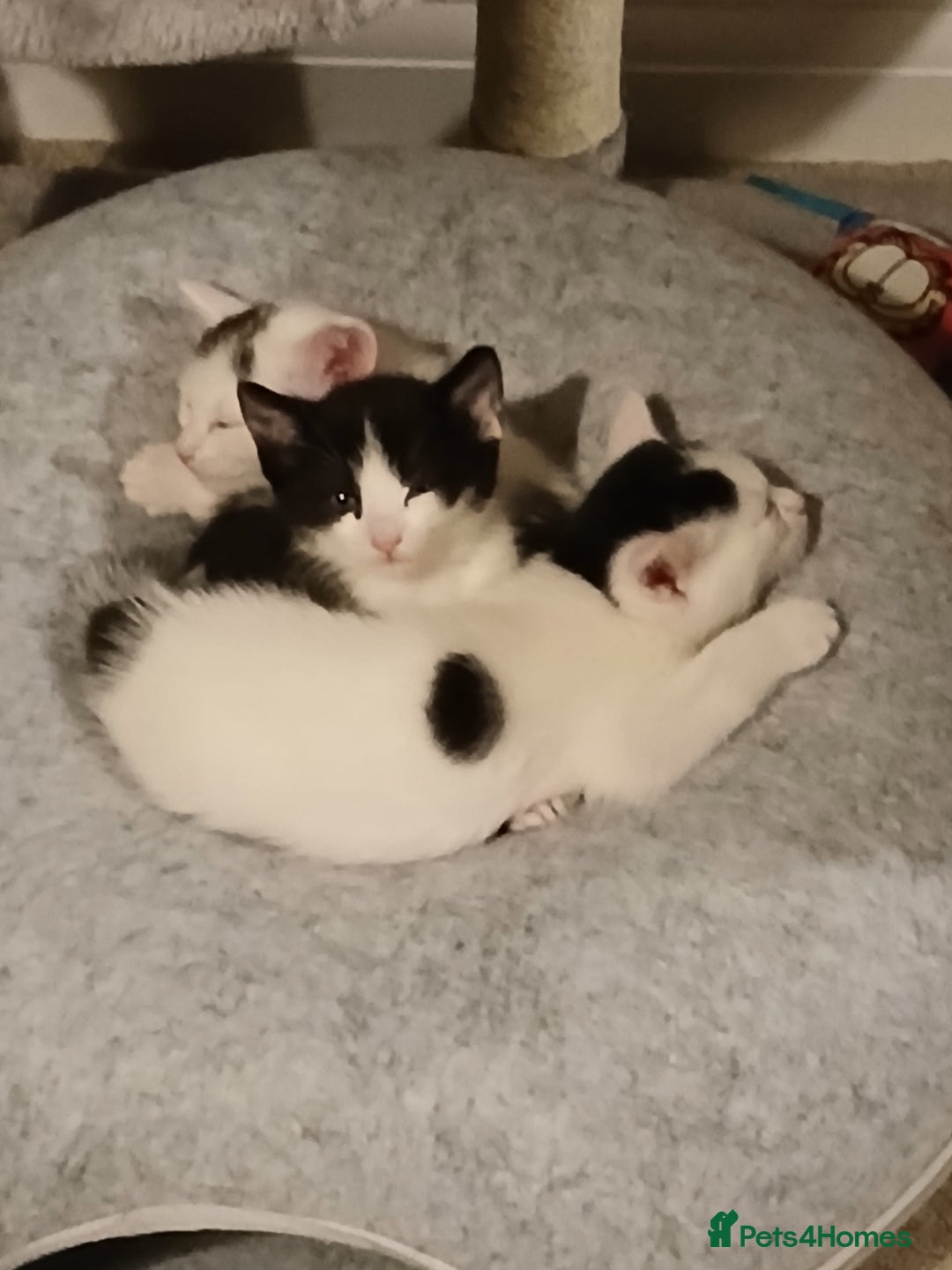 British Shorthair cats for sale: 2 kittens left. 1 girl and 1 boy left - Image 1