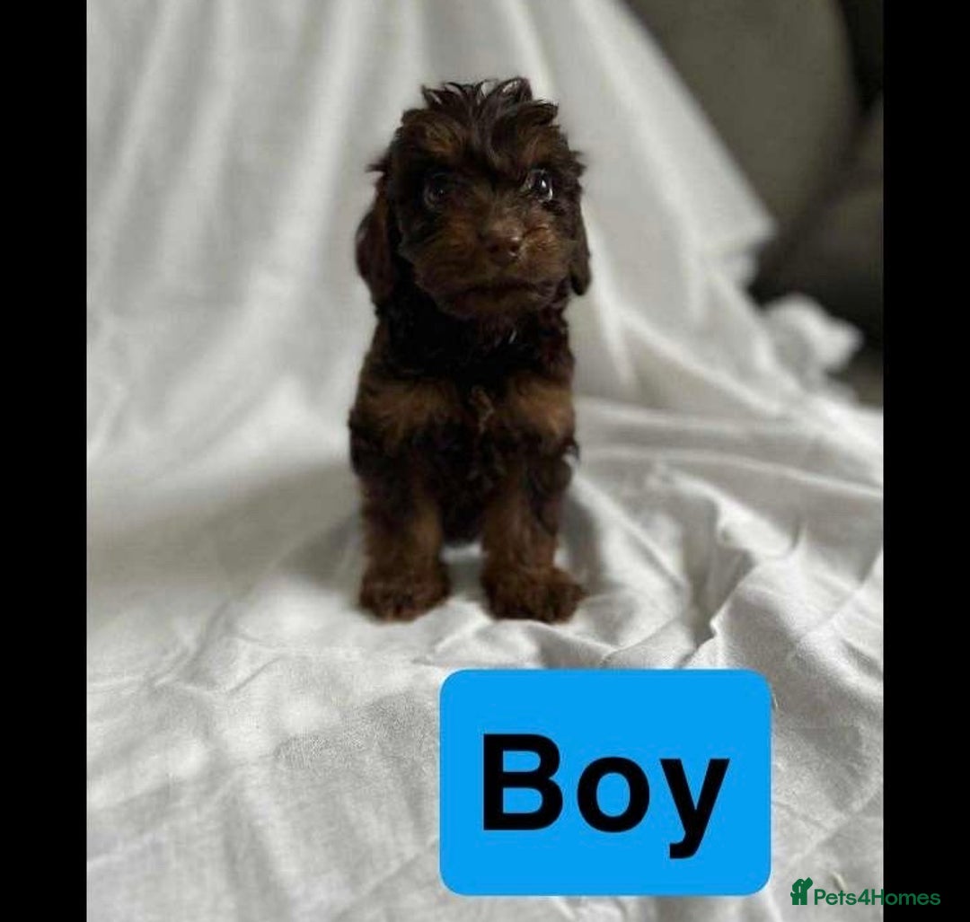 Cockapoo dogs for sale: F1 cockapoo puppies  - Image 6