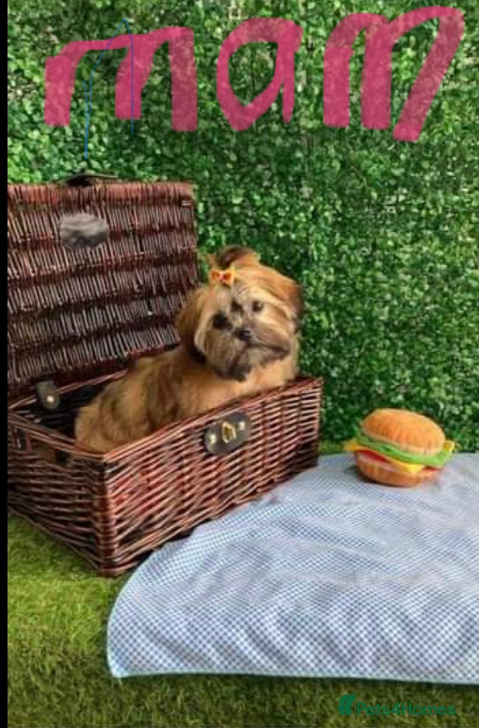 Mixed Breed dogs Shih Tzu cross puppies ready  - Advert 5