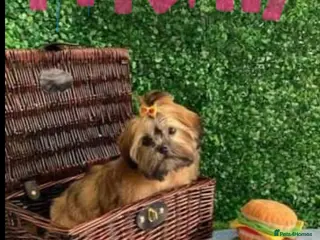 Mixed Breed dogs Shih Tzu cross puppies ready - Advert 5